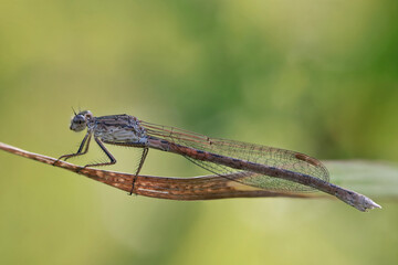 A dragonfly (Coenagrionidae) sits on a dry grass stalk. Transparent wings with a strict pattern are folded along the body. Dragonflies hunt insects and other invertebrates.
