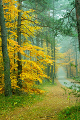 Golden polish autumn in the forest