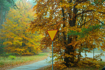 Golden polish autumn in the forest
