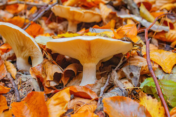 Nice mushroom in the middle of forest