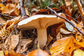 Nice mushroom in the middle of forest