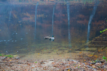 Lake in the forest. Ducks