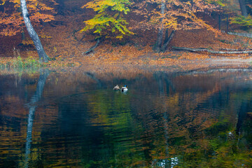 Lake in the forest. Ducks