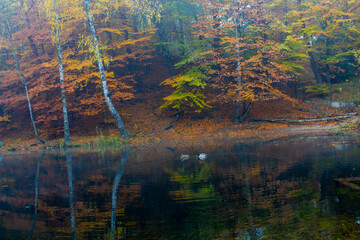 Lake in the forest. Ducks