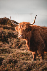 Highlander