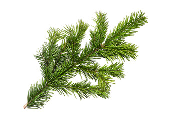 Christmas tree branch isolated on white background