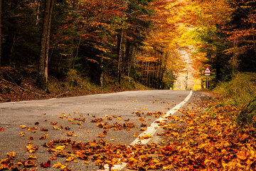 Road through autumn beech forests