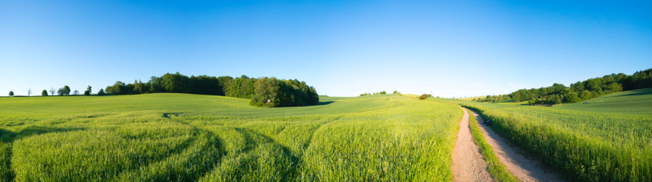 Green field and clear blue sky panorama