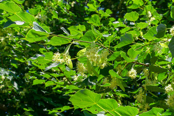 Linden flowers on the branches of trees outdoors.