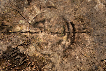 surface Wood texture background, old wood texture pattern