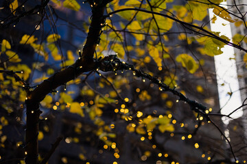 Autumn leaves in the sun