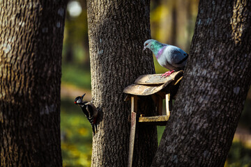 bird on a fence