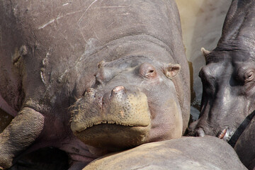Naklejka premium Hippo