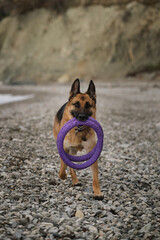 Spend time with dog on beach and throw toys. German Shepherd with two purple round toys rings in mouth is actively walking along seashore.