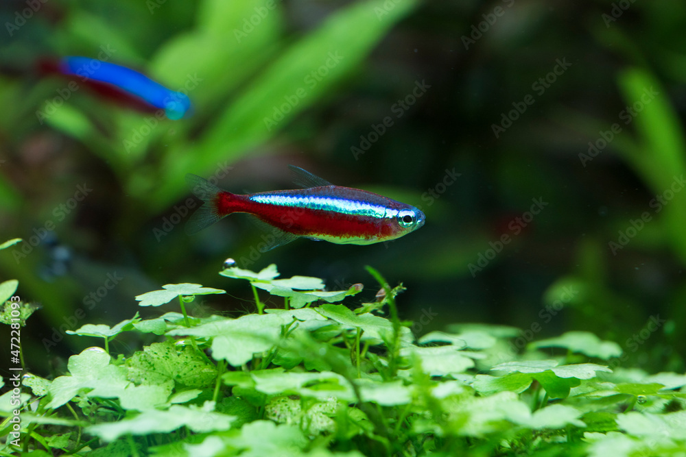 Canvas Prints the cardinal tetra (paracheirodon axelrodi)