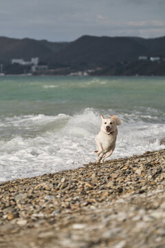 Curious Mongrel Dog By Blue Sea In Storm Was Scared Of Wave And Jumped Aside With Funny Muzzle. Mestizo White Swiss Shepherd With Red Collar Walks Along Seashore And Studies Water And Waves.