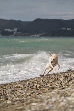 Curious Mongrel Dog By Blue Sea In Storm Was Scared Of Wave And Jumped Aside With Funny Muzzle. Mestizo White Swiss Shepherd With Red Collar Walks Along Seashore And Studies Water And Waves.