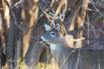 white tailed deer in rut
