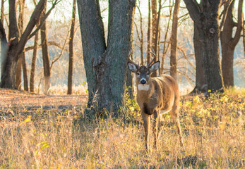 white tailed deer in rut