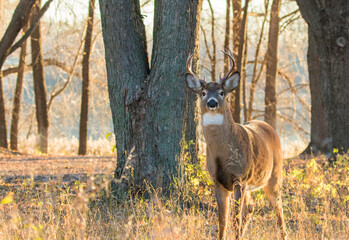 white tailed deer in rut