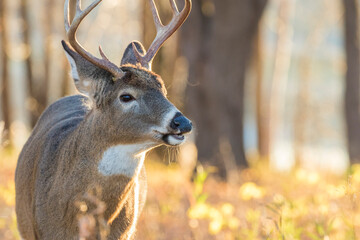 white tailed deer in rut