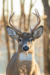 white tailed deer in rut