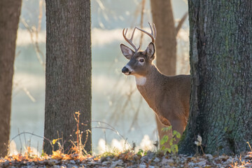 white tailed deer in rut