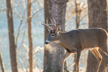 white tailed deer in rut