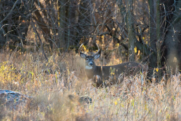 white tailed deer in rut