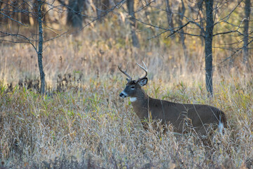 white tailed deer in rut