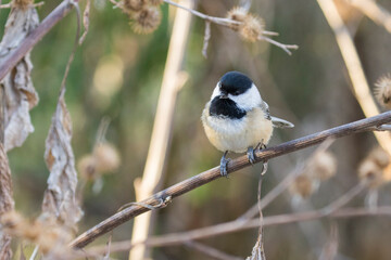 black-capped chickadee in winter