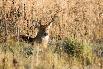 white tailed deer in rut