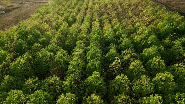 A drone flies over the forest with the Paulownia trees at sunset