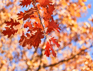 Naklejka na ściany i meble Autumn tree leaves on sky background. Golden autumn.