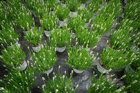 Blumenzucht - Felder mit jungen Pflanzen in Töpfen auf der Aussenfläche eines Gartenbaubetriebes.