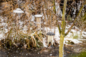 Feldsperlinge bei Schneefall am Futtersilo