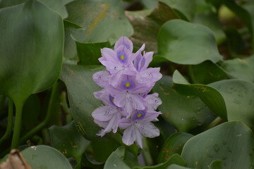 purple flower - Powered by Adobe