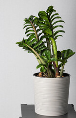young leaves and fresh sprout of Zamioculcas Zamiifolia in gray flowerpot. Aroid Palm indoors on  gray background as element of decor