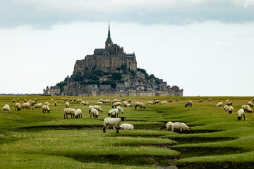 Schafe vor Le Mont Sain Michel in Frankreich