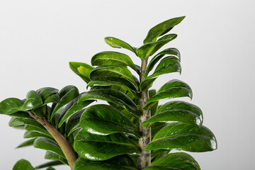 flower Zamioculcas Zamiifolia infected with necrosis and late blight, selective focus. Concept of...