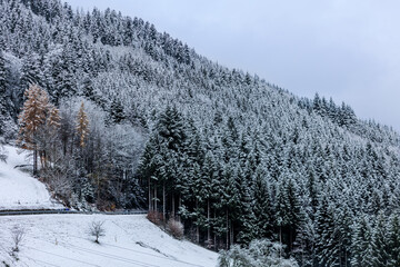 Schwarzwald im Winter