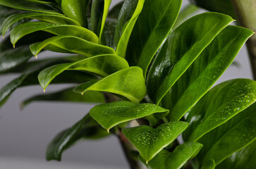 background with de focused green leaves of Zamioculcas Zamiifolia full frame. Water droplets on inner and outer sides of ZZ Plant leaves