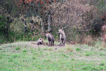 Hyena cubs