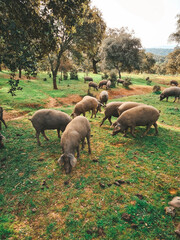 ibéricos comiendo bellota