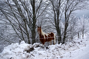 Le Bessat sous la neige