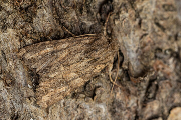 Dark arches moths on tree bark