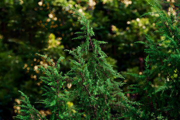 Green forest . Juniper bush close-up.
