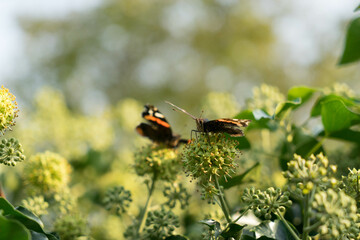 Red Admiral / vanessa atalanta 2