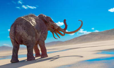 Fototapeta premium mammoth is angry in the desert after rain with copy space rear view