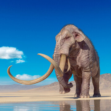 mammoth is walking in the desert after rain